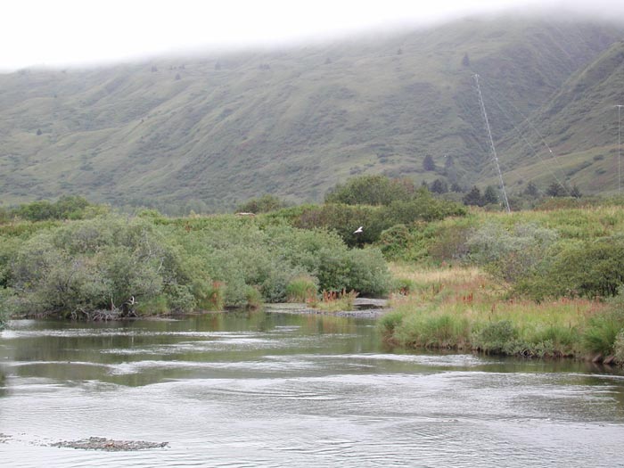 Kodiak River 4.jpg 74.0K